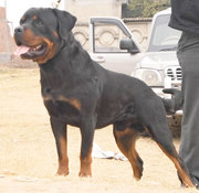 Rottweiler Pups from Wolrd Ch. Lineage 