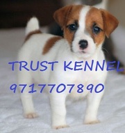 JACK RUSSELL TERRIER PUPPIES FOR SALE..