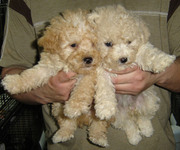 TOY POODLE PUPPIES FOR SALE.