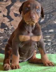 Clawsnpawskennel offers Imported  Doberman Puppies 