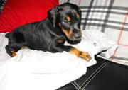 Superb litter of Doberman Puppies available from Imported bloodline av