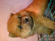 Chow chow puppies looking for  new humans to love