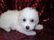 Bichon Fries Puppies for Sale @ 09830064171