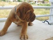 French Mastif (Dogue De Bordeaux) PUPPIES FOR SALE ATCLAWSNPAWSKENNEL