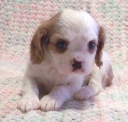 Kings Charle Spaniel puppies for sale at 9830064171