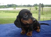 EXCELLENT QUALITY  DACHSHUND PUPPIES@9830064171