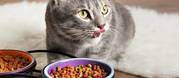 Buy Wet Cat Food Online at Best Prices in India