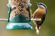 Buy All Birds Food Online at Best Prices in India