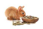Buy Rabbits Food Online at Best Prices in India