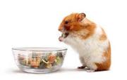 Buy Hamster Food Online at Best Prices in India