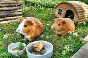 Buy Guinea Pig Food Online at Best Prices in India