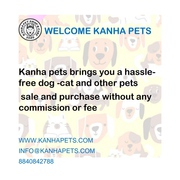 All kinds of pets available here