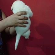 Alaskan Malamute Puppies for Sale: Price in Hyderabad | Mr n Mrs Pet