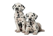 Dalmatian Puppies for sale in Hyderabad
