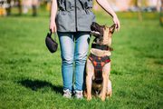 Best Pet Training Services - pawpurrfect